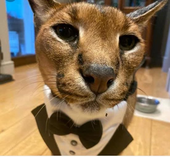 Caracal in a suit